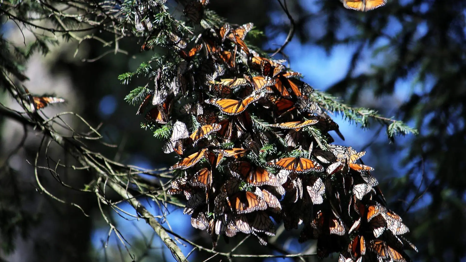 mariposa monarca - FMM. FOTOS FERNANDO MALDONADO EL SOL DE MORELIA (3)